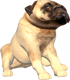 Transparent Pug Head Png - Pug, Png Download PNG image with transparent background