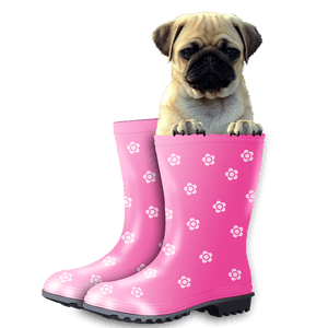 Pug In Boots PNG image with transparent background