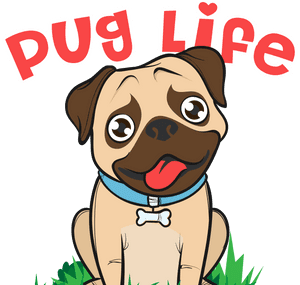 Pug, HD Png Download PNG image with transparent background