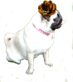 $5 - Pug - Pug, HD Png Download PNG image with transparent background