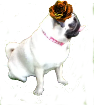 Pugwith Flower Hat PNG Image