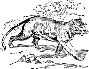 Puma Clip Arts - Puma Coloring Pages, HD Png Download PNG image with transparent background