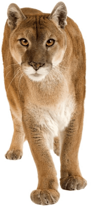 Puma-concolor - Mountain Lion White Background, HD Png Download PNG image with transparent background