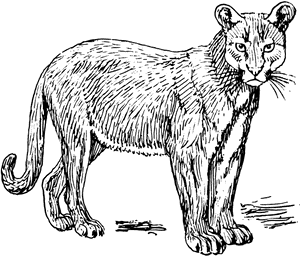 Puma Png Clip Arts - Puma Vectorizado, Transparent Png PNG image with transparent background