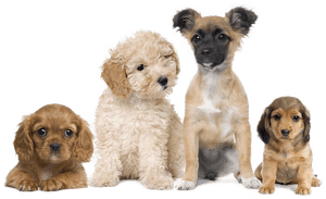 Puppies Transparent Background Png - Puppies Transparent Background, Png Download PNG image with transparent background