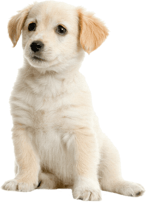Puppy Clipart Pet Dog Lazy Images Transparent Png - Labrador Puppy Png, Png Download PNG image with transparent background