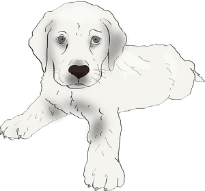 Puppy, Dog, Labrador Retriever, Labrador, Retriever - Labrador Hvalpe Sort Hvid Png, Transparent Png PNG image with transparent background