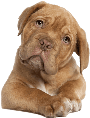 Puppy - Dogue De Bordeaux Png, Transparent Png PNG image with transparent background