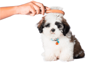 About Us - Tosar Cachorro Com Tesoura, HD Png Download PNG image with transparent background