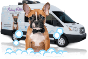 Mobile Pet Grooming Bath Bubbles - Mobile Pet Grooming Columbus Ohio, HD Png Download PNG image with transparent background