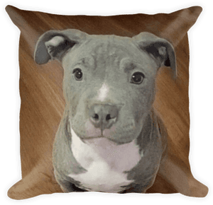 Puppy On A Dog Bed Pitbull, HD Png Download PNG image with transparent background
