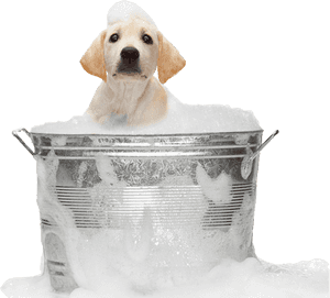 Dog In Bath Png, Transparent Png PNG image with transparent background