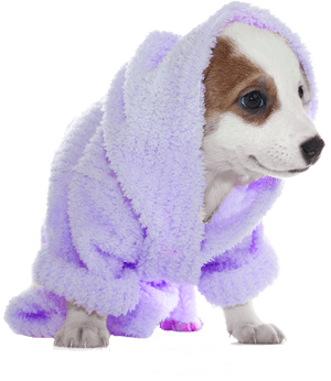 The Paws Resort And Spa - Dog In Bath Png, Transparent Png PNG image with transparent background