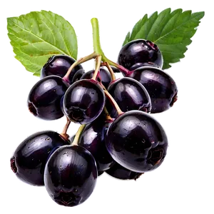 Pure Elderberry Png Fox PNG Image