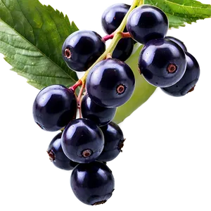 Pure Elderberry Png Lse25 PNG Image