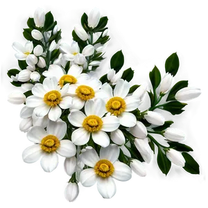 Pure White Flowers Cluster Png Roq PNG Image