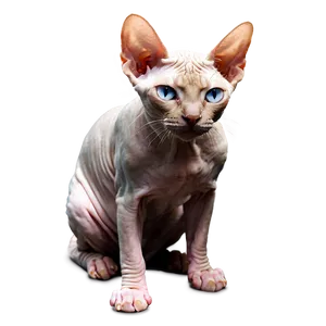 Purebred Sphynx Cat Png Xqi PNG Image