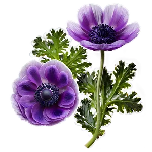 Purple Anemone Png Ihp94 PNG Image