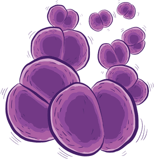 Bakteri Neisseria Meningitis, HD Png Download PNG with transparent background