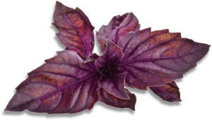 Purple Basil Leaves.png PNG