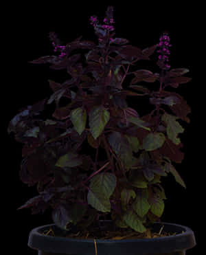 Purple Basil Plantin Pot PNG image with transparent background