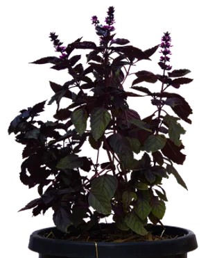 Purple Basil Plantin Pot PNG Image