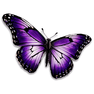 Purple Butterfly PNG 22 PNG image with transparent background