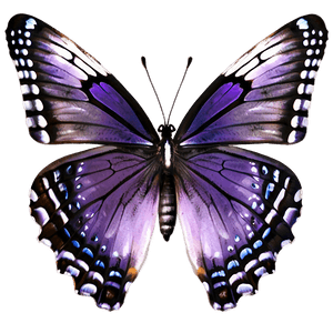 Purple Butterfly PNG afv76 PNG image with transparent background