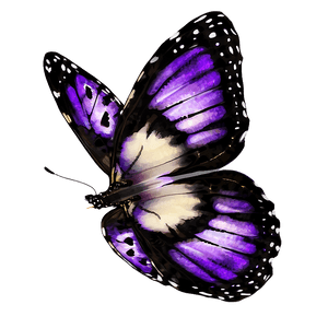 Purple Butterfly PNG sfa PNG image with transparent background