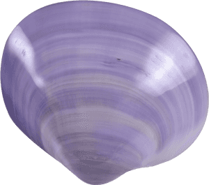 Baltic Clam - Sphere, HD Png Download PNG with transparent background
