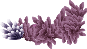 Clip Art Bent Nicas La Zona - Coral, HD Png Download PNG with transparent background