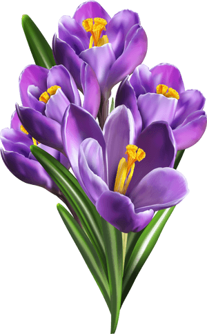 Clipart Spring Crocus - Saffron Flower Png, Transparent Png PNG with transparent background