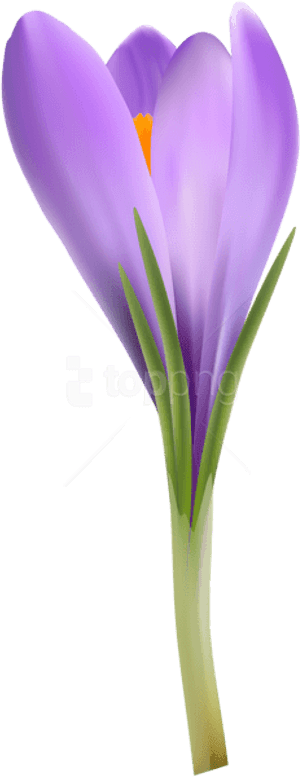 Flowering Glory,iris,iris Family - Snow Crocus, HD Png Download PNG image with transparent background