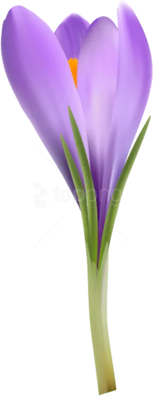 Purple Crocus Flower Spring Bloom PNG Image