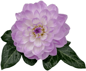 Dahlia, Dahlia Flower, White, Violet, Ivy, Ivy Leaf - Purple Dahlia Flower Png, Transparent Png PNG image with transparent background