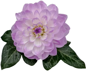 Purple Dahlia Flower Transparent Background PNG Image