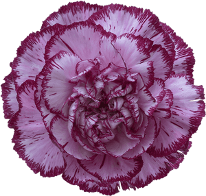 Bacarat Purple Carnation - Flowers Clipart Carnations, HD Png Download PNG image with transparent background