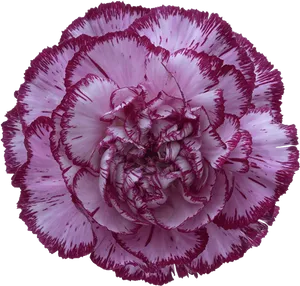 Purple Edged Carnation Flower PNG Image