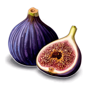 Purple Fig Drawing PNG 4 PNG