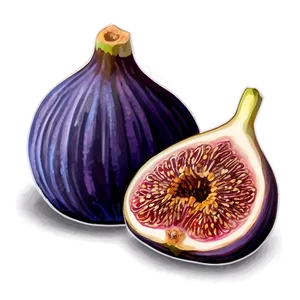 Purple Fig Drawing Png 4 PNG Image