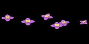 Purple Flowers Black Background PNG image with transparent background