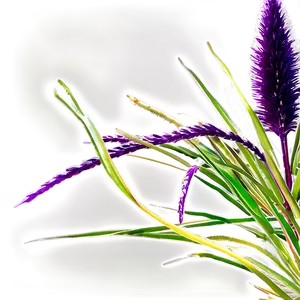 Purple Fountain Grass Png 06212024 PNG Image