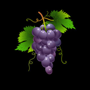 Purple Grapes Cluster Illustration PNG image with transparent background