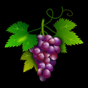 Purple Grapes Cluster Illustration PNG image with transparent background