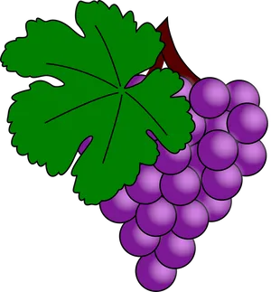 Purple Grapes Cluster Illustration PNG Image