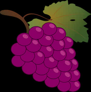 Purple Grapes Vector Illustration PNG
