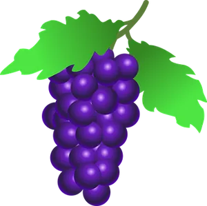 Purple Grapes Vector Illustration PNG Image