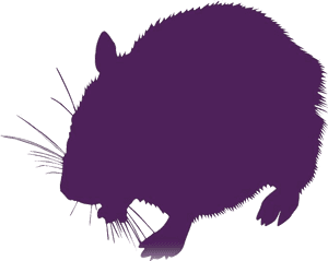 Colorful Hamster Png, Transparent Png PNG image with transparent background