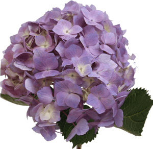 Hydrangea Light Lavender - Lavender Hydrangeas Png, Transparent Png PNG