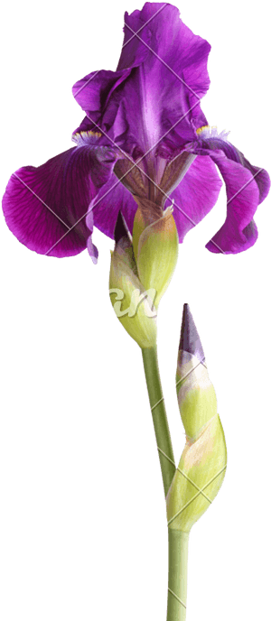 Sweet-peas - Iris Germanica German Iris, HD Png Download PNG with transparent background
